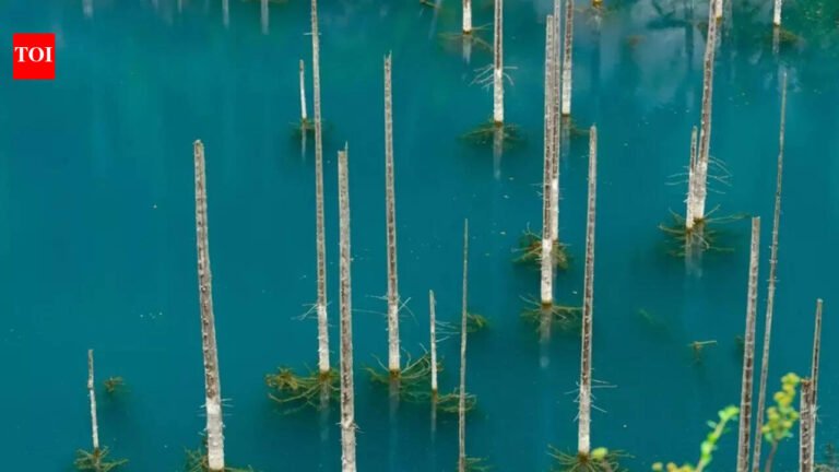 Ghost trees rising from ice: Earthquake 100 years ago creates eerie underwater forest in Kazakhstan | World News