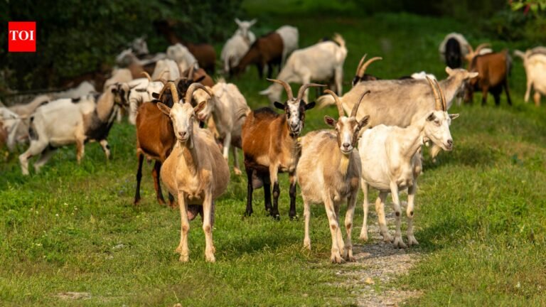 Goat jobs: Texas hires 300 goats to clear invasive brush in unique ecological move | World News