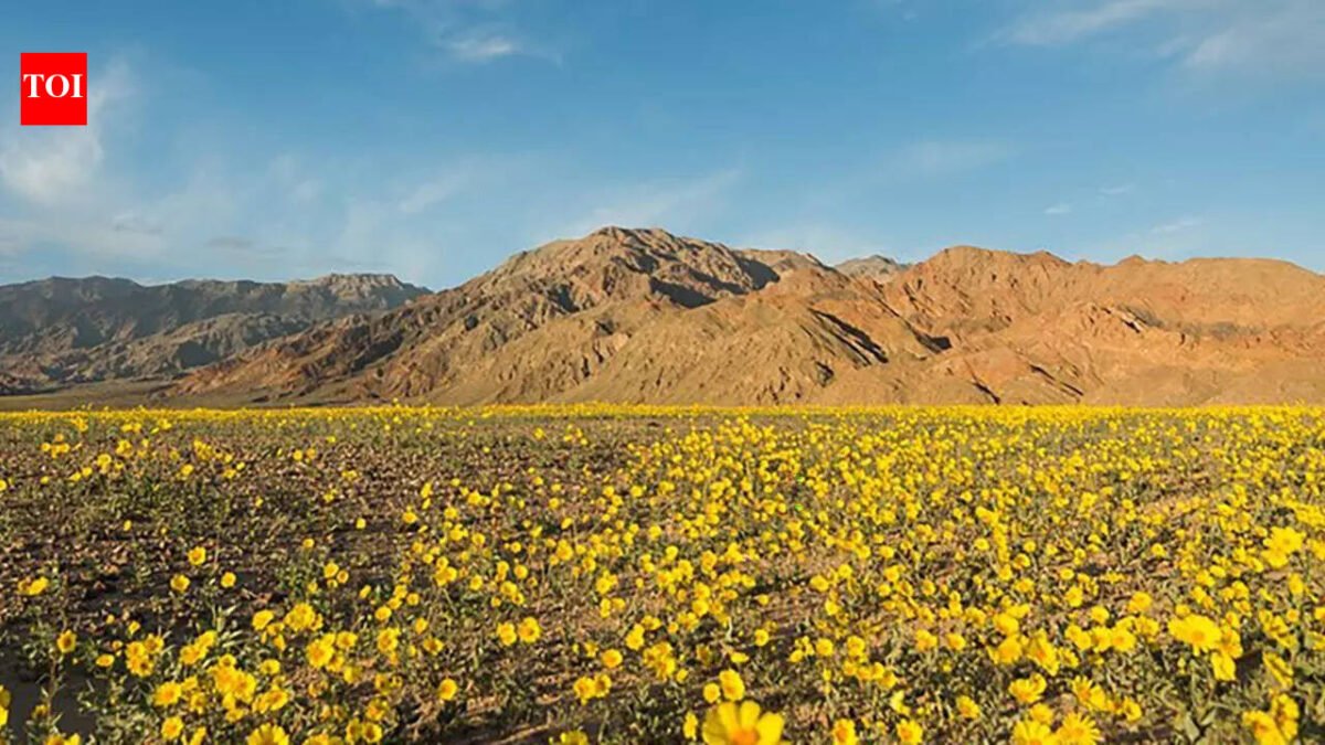 Is the hottest place on earth blooming? Wildflowers bloom in California's Death Valley after record winter rains in 2026 | World News