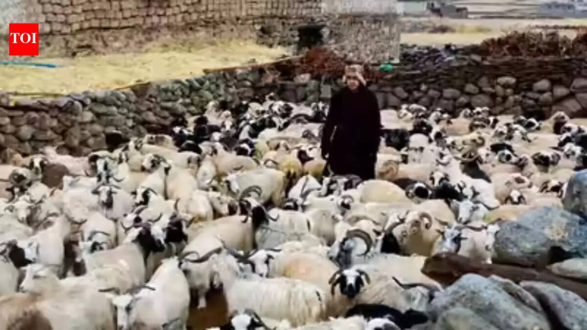 Ladakh plans to make Changthang pashmina product a global brand India News