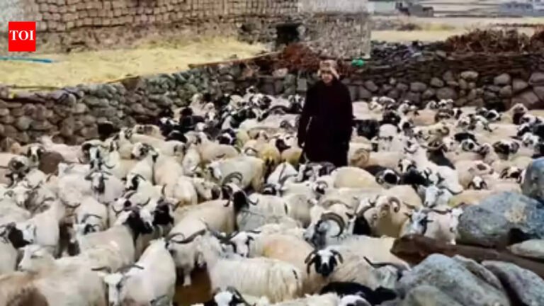 Ladakh plans to make Changthang pashmina product a global brand India News