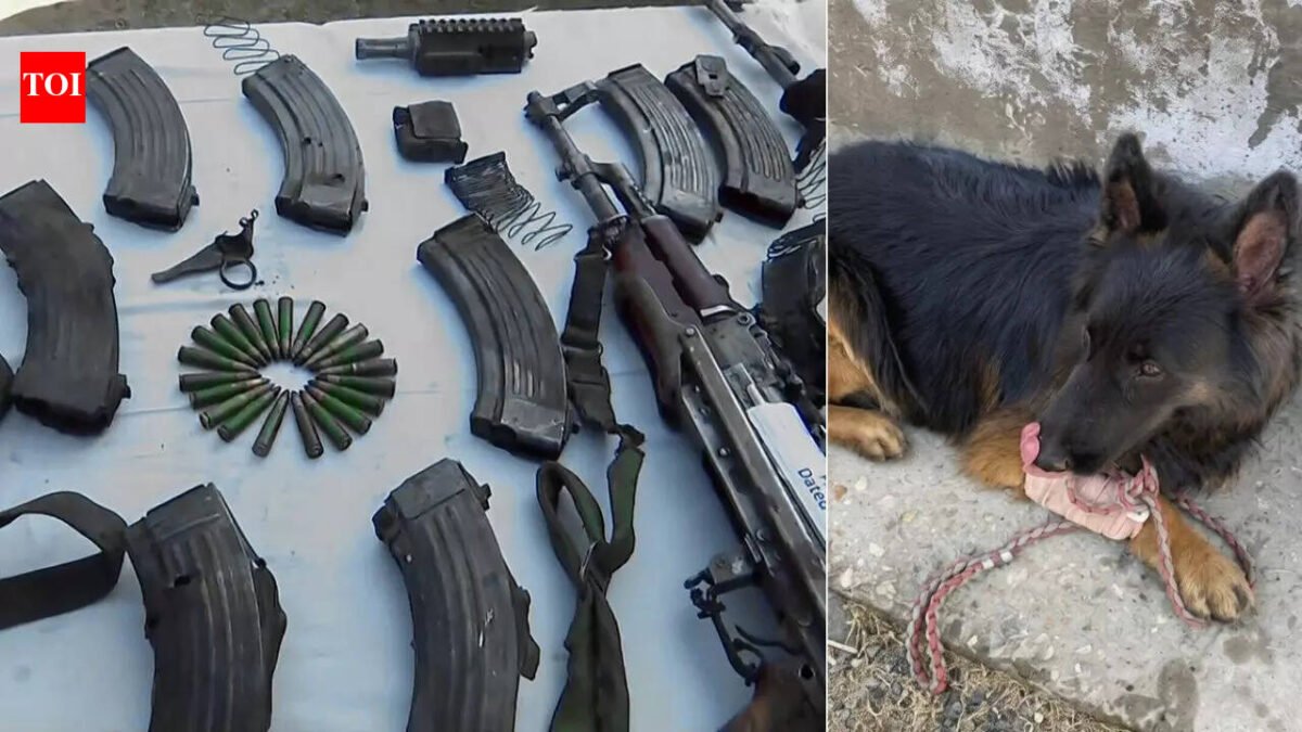 Tyson: Four-legged Army hero who leads counterterrorism operation in J&K despite being shot; Op Trashi-1 neutralizes all 7 terrorists | India News