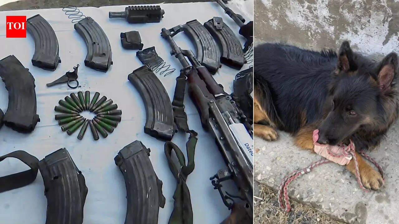 Tyson: Four-legged Army hero who leads counterterrorism operation in J&K despite being shot; Op Trashi-1 neutralizes all 7 terrorists | India News