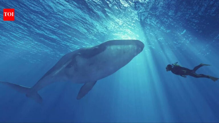 Viral diving video turns dangerous: Oman issues emergency warning after man swims with killer whale