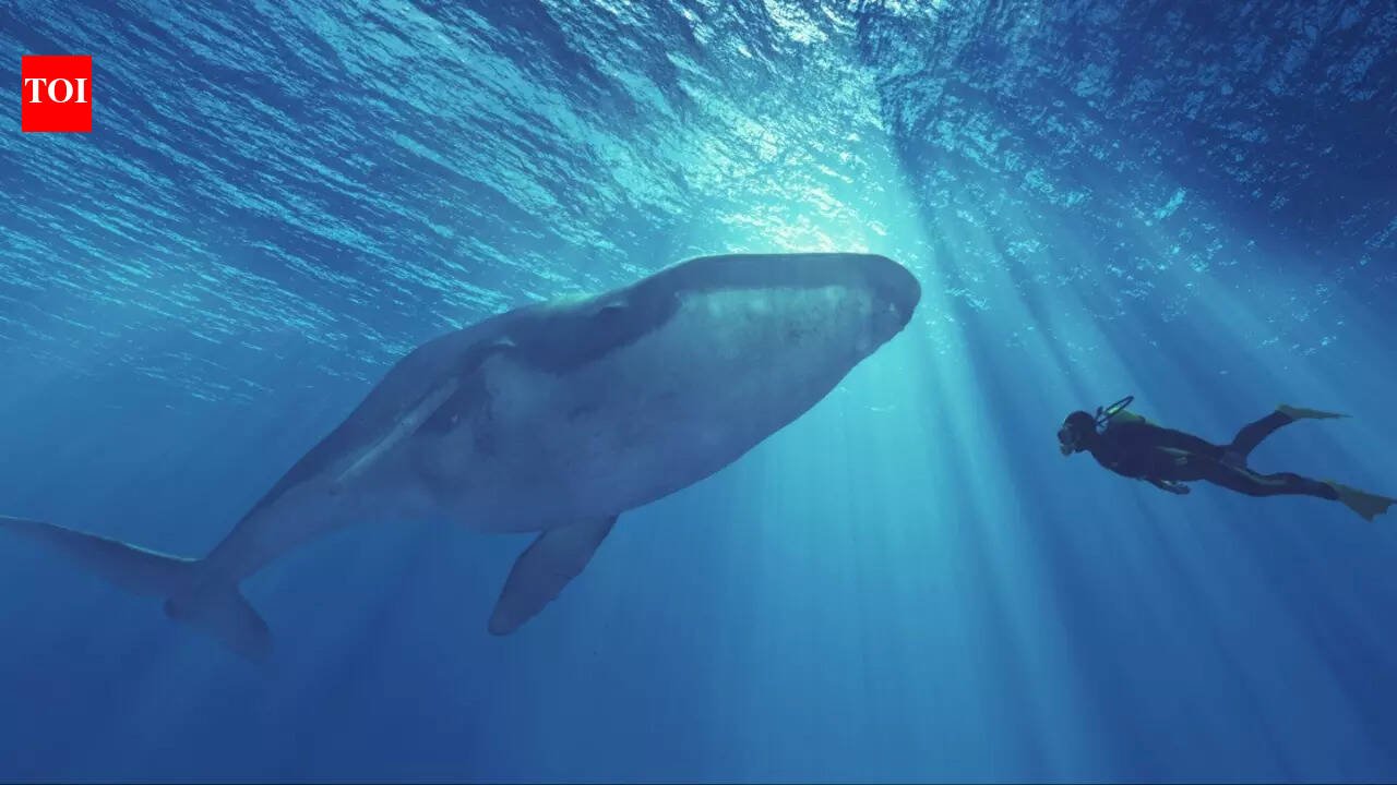 Viral diving video turns dangerous: Oman issues emergency warning after man swims with killer whale