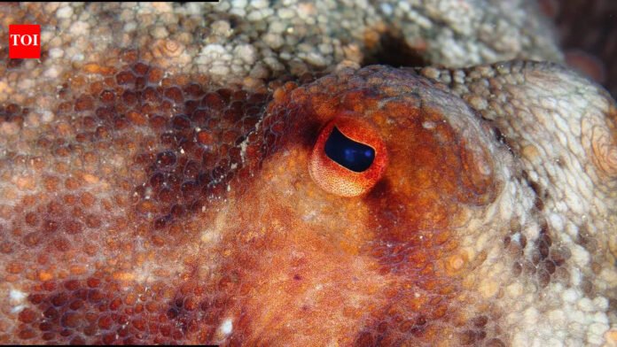 Which-species-is-most-likely-to-take-over-the-Earth.jpg Which species is most likely to take over the Earth after humans disappear |