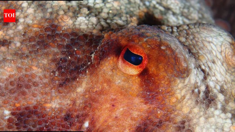 Which species is most likely to take over the Earth after humans disappear |