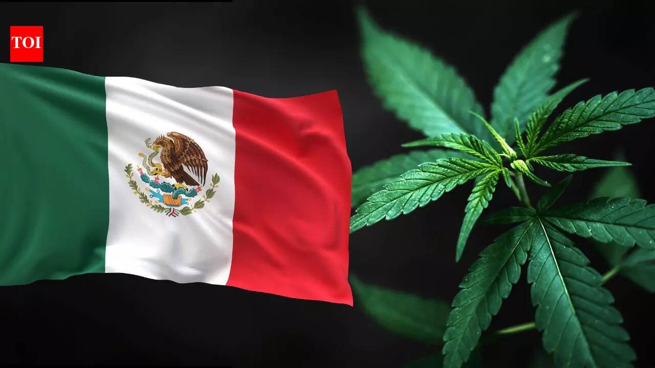 Why Mexico has become a major hub for the global drug trade | World News