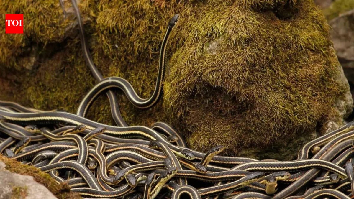 World's largest snake den in Canada: More than 100,000 red-sided garter snakes come alive every spring | World News