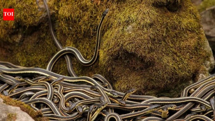 World's largest snake den in Canada: More than 100,000 red-sided garter snakes come alive every spring | World News
