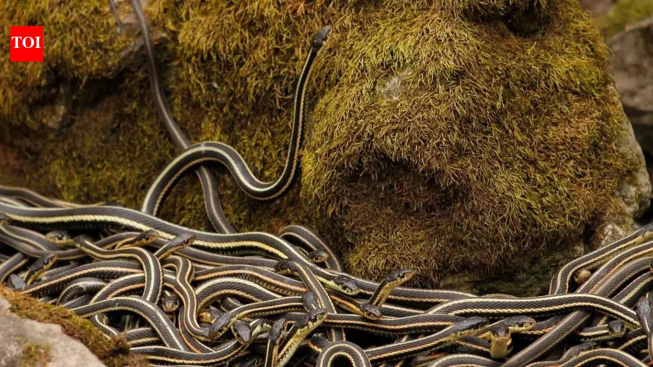 World's largest snake den in Canada: More than 100,000 red-sided garter snakes come alive every spring | World News