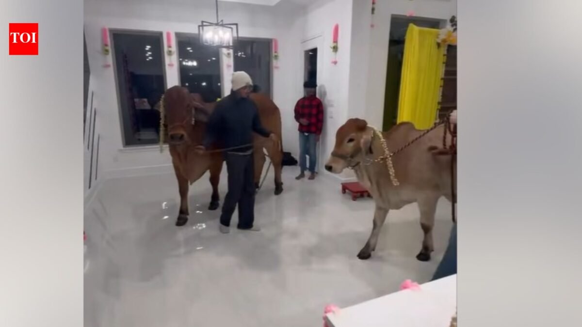 'Zero intention to blend in': Texas family sparks controversy as housewarming welcomes 'gau mata' home; Indians say it's better than an alcoholic party