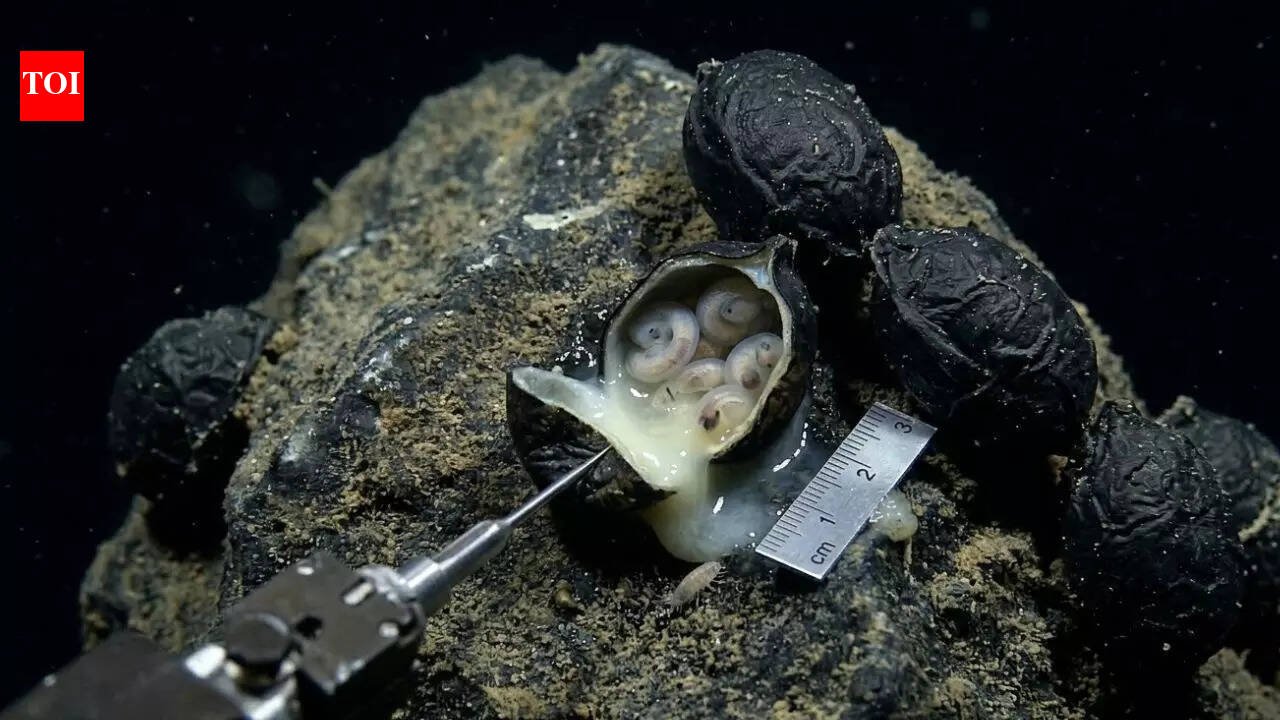 6,200 meters under the Pacific Ocean: Scientists opened the black "egg" and made a surprising discovery | World News