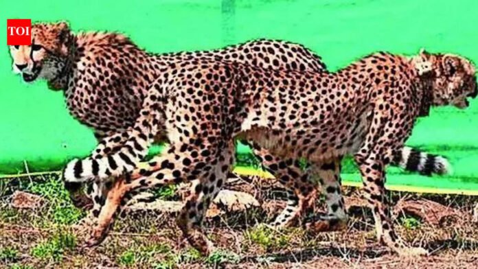 Cheetahs' transformation supports corridor plan: NTCA

