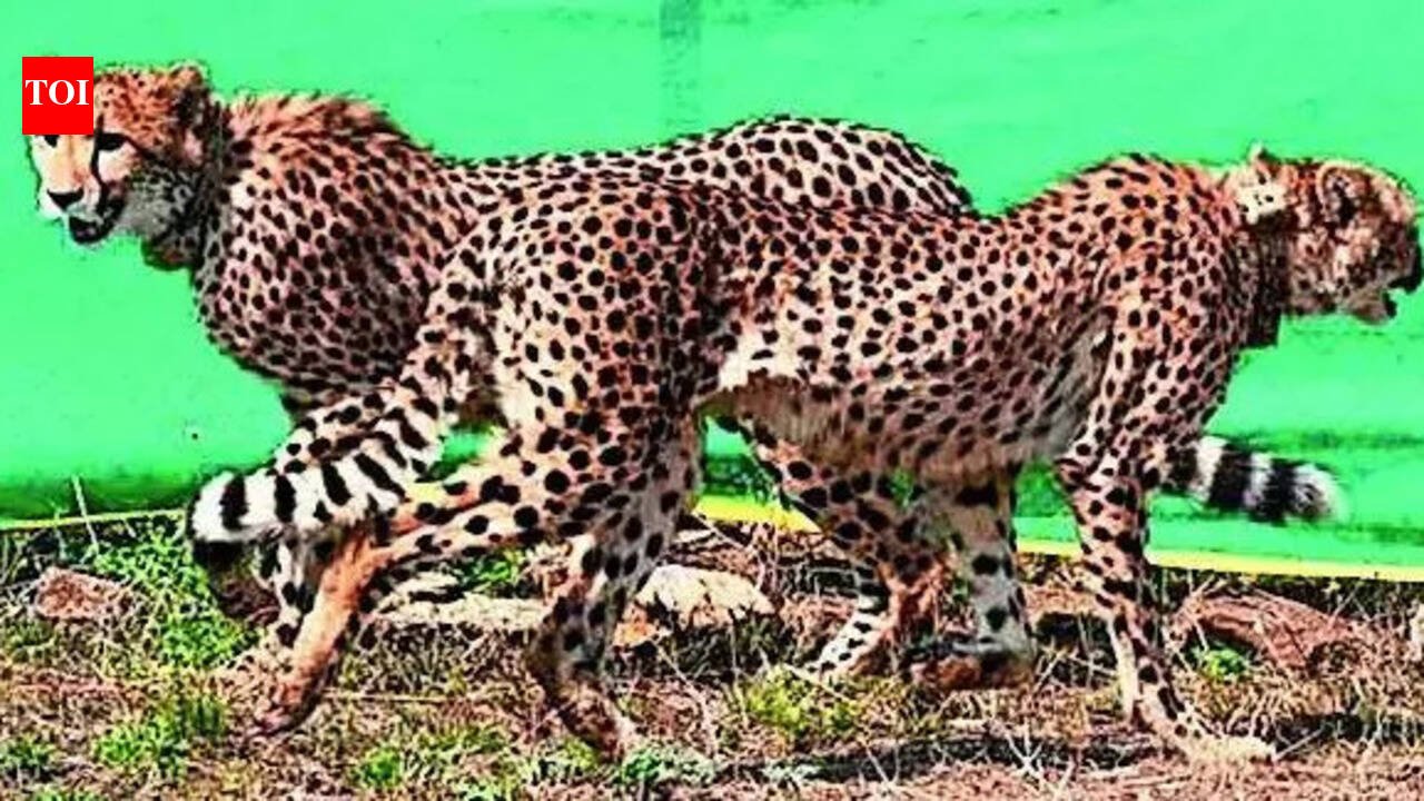 Cheetahs' transformation supports corridor plan: NTCA