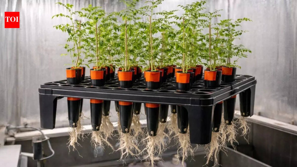 Chickpeas grow in lunar soil: Can chickpeas grow in lunar soil? New research reveals surprising results of space farming