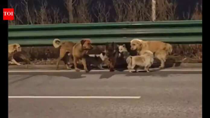 China: The internet story of your seven favorite dogs coming home is neither true nor fake | World News

