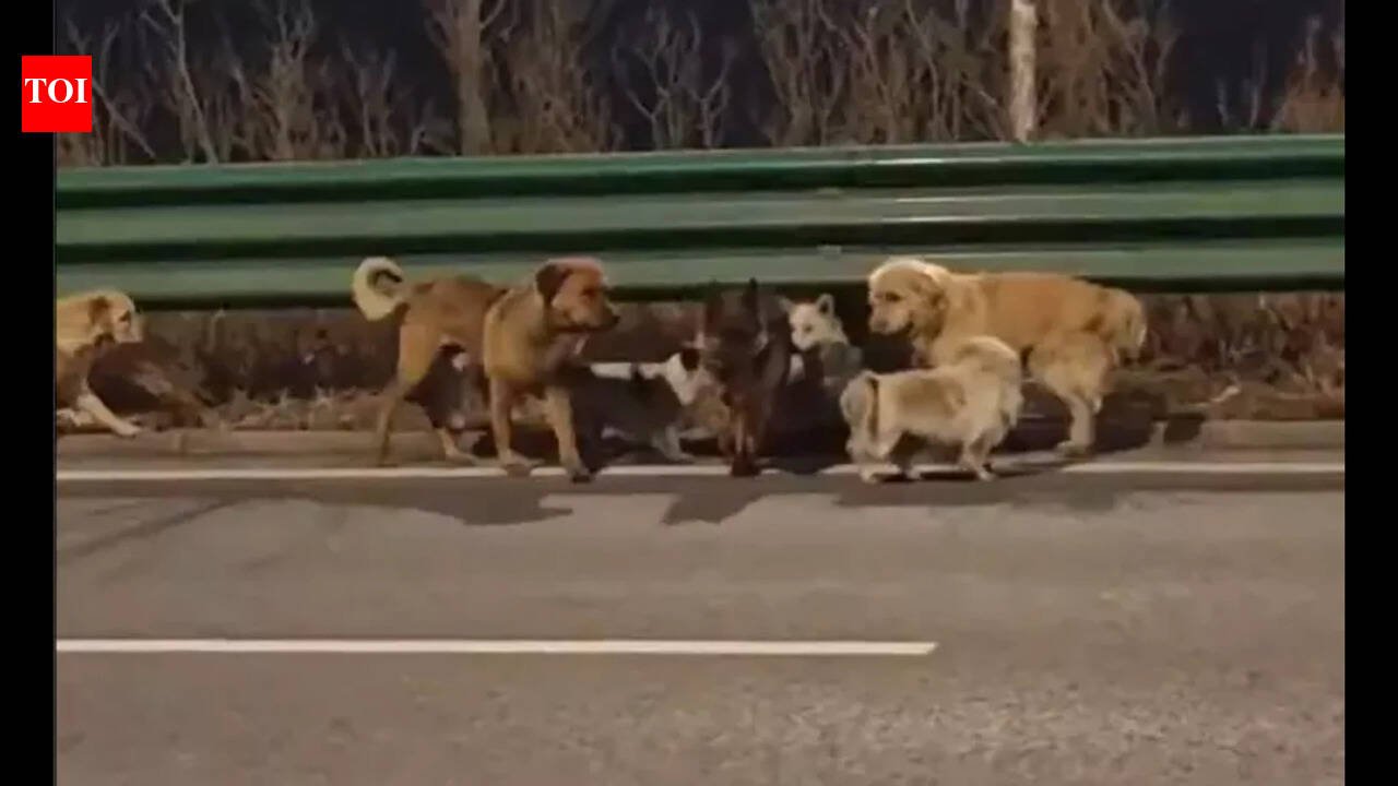 China: The internet story of your seven favorite dogs coming home is neither true nor fake | World News