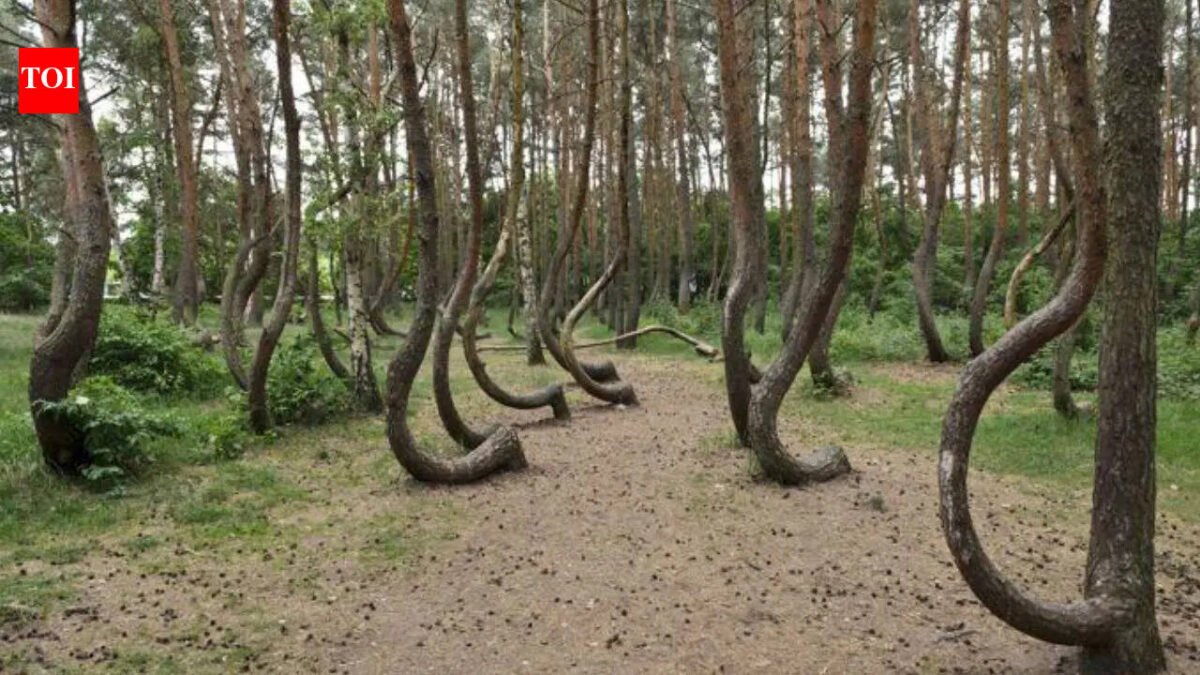 Crooked Forest: Why 400 trees in Poland bend completely towards the north | World News