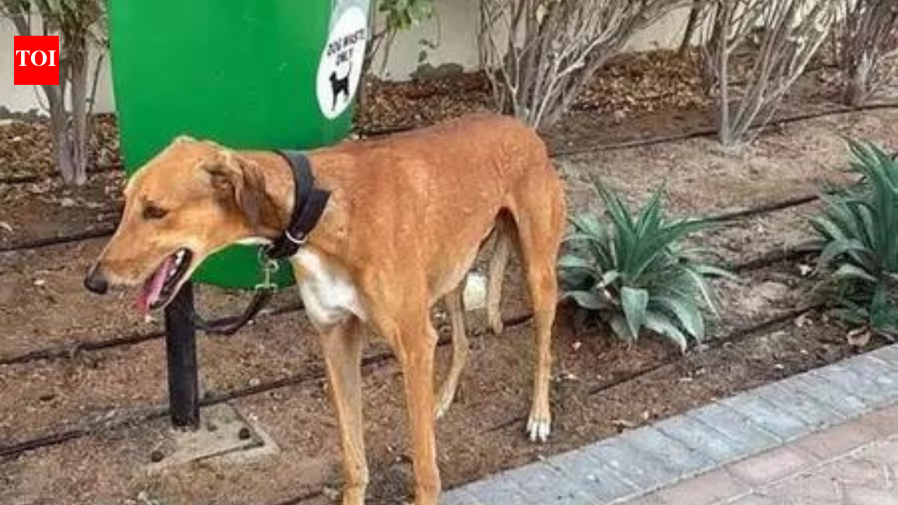 Delhi civil fines to be overhauled; fine for off-leash dogs Rs 1,000