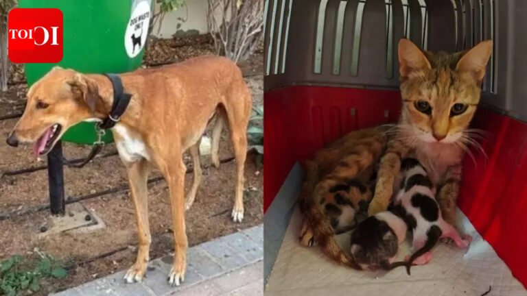 Dogs tied to posts, kittens left in boxes: Abandoned pets flood Dubai streets as expats flee regional crisis World News