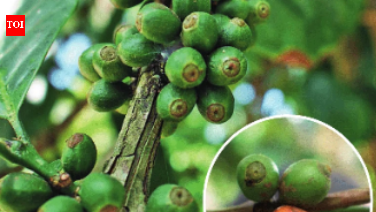 How India realized coffee could fight climate change