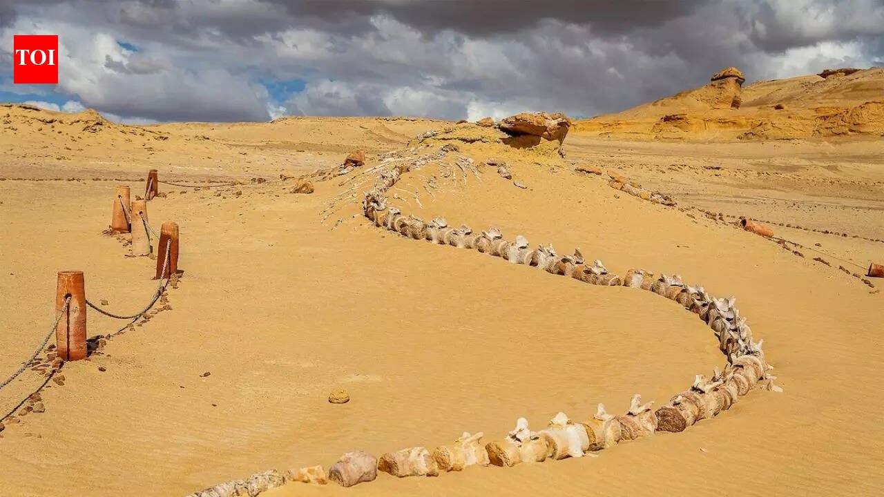 How do whales get into the desert? Egypt’s 40-million-year-old “Valley of Whales” reveals the answer | World News