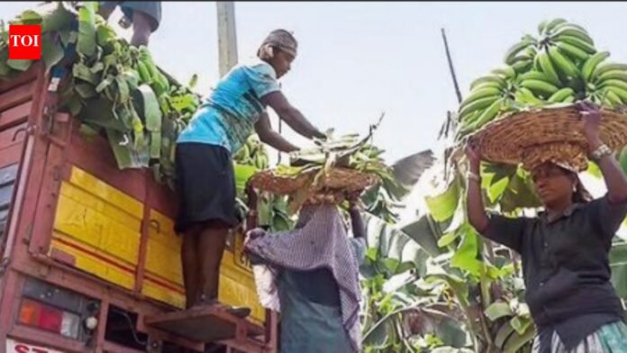 Maha banana exports hit by conflict

