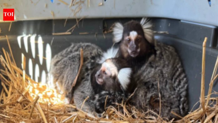 'Monkey Whisperer': Florida man arrested for illegally trading exotic animals, fined $60,000

