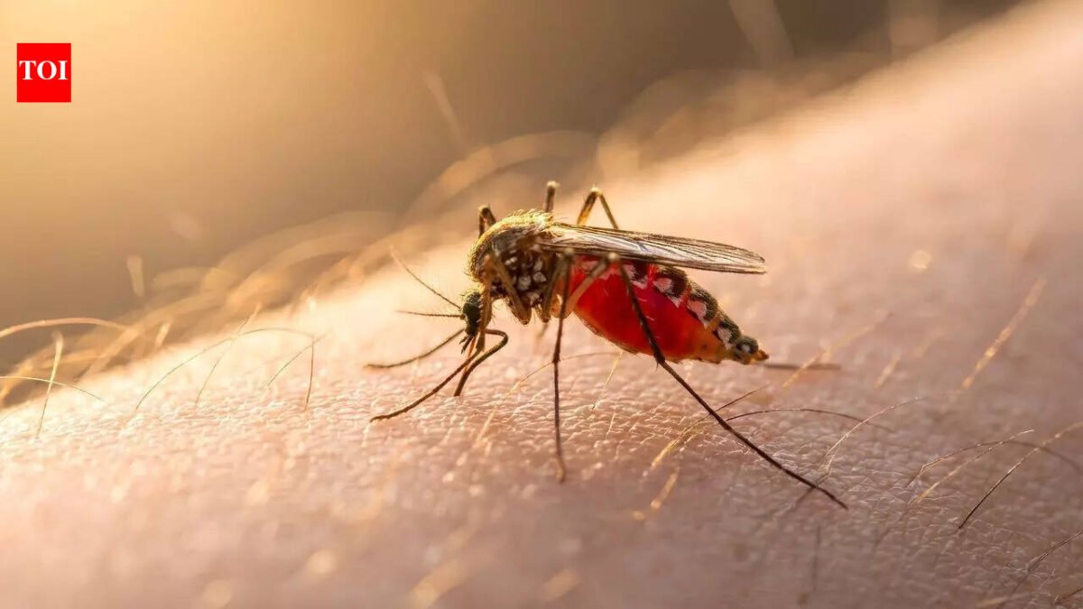 Mosquitoes can't stop biting you: The shocking reason scientists say you're their favorite |