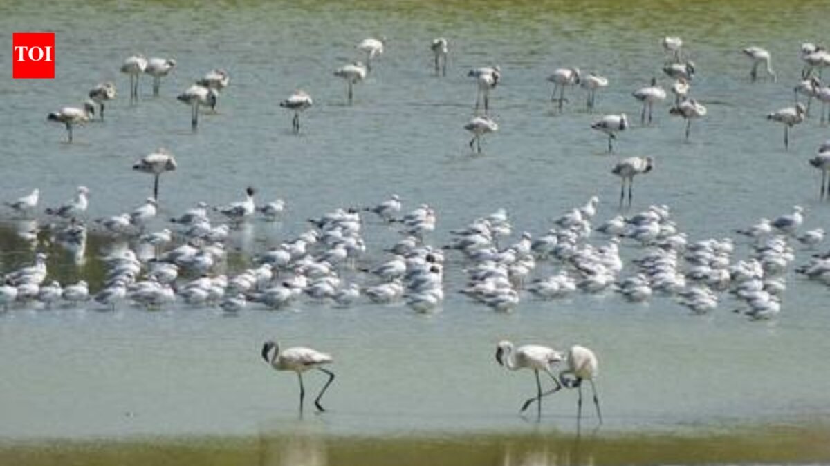 Navi Mumbai wetlands are toxic, flamingo habitat faces decline