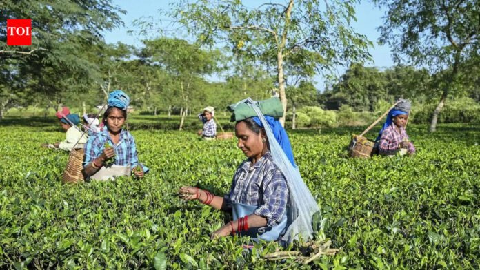 PM Modi to provide land deeds to Assam tea workers

