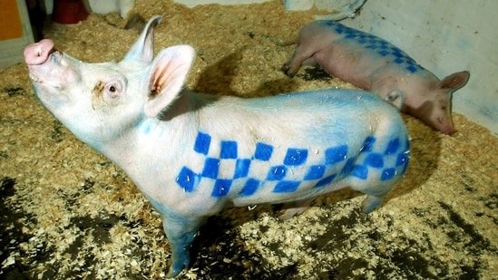 Robin Gunningham Banks? Everything about the artist believed to have adopted the identity of David Jones