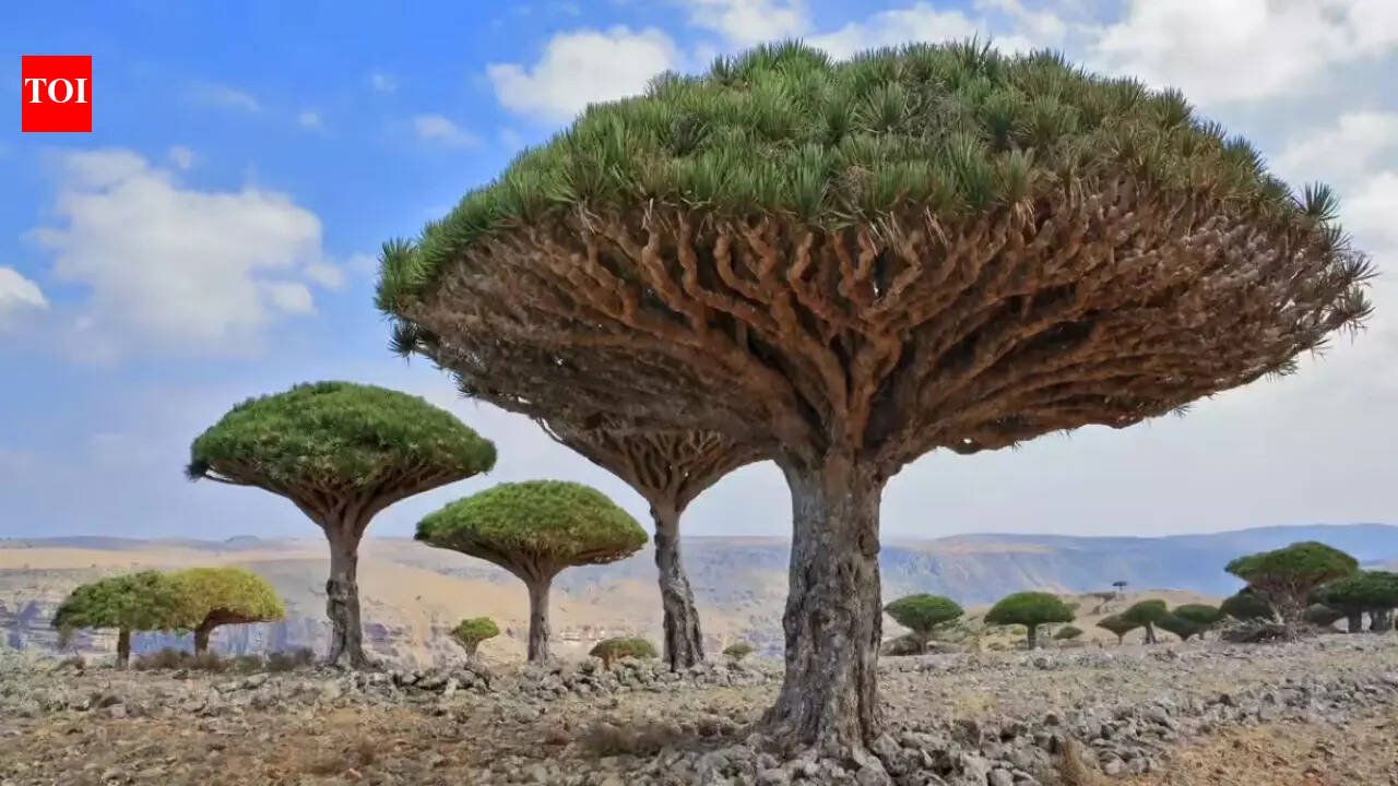 Socotra: Why this Yemeni island is called the strangest place on earth | World News
