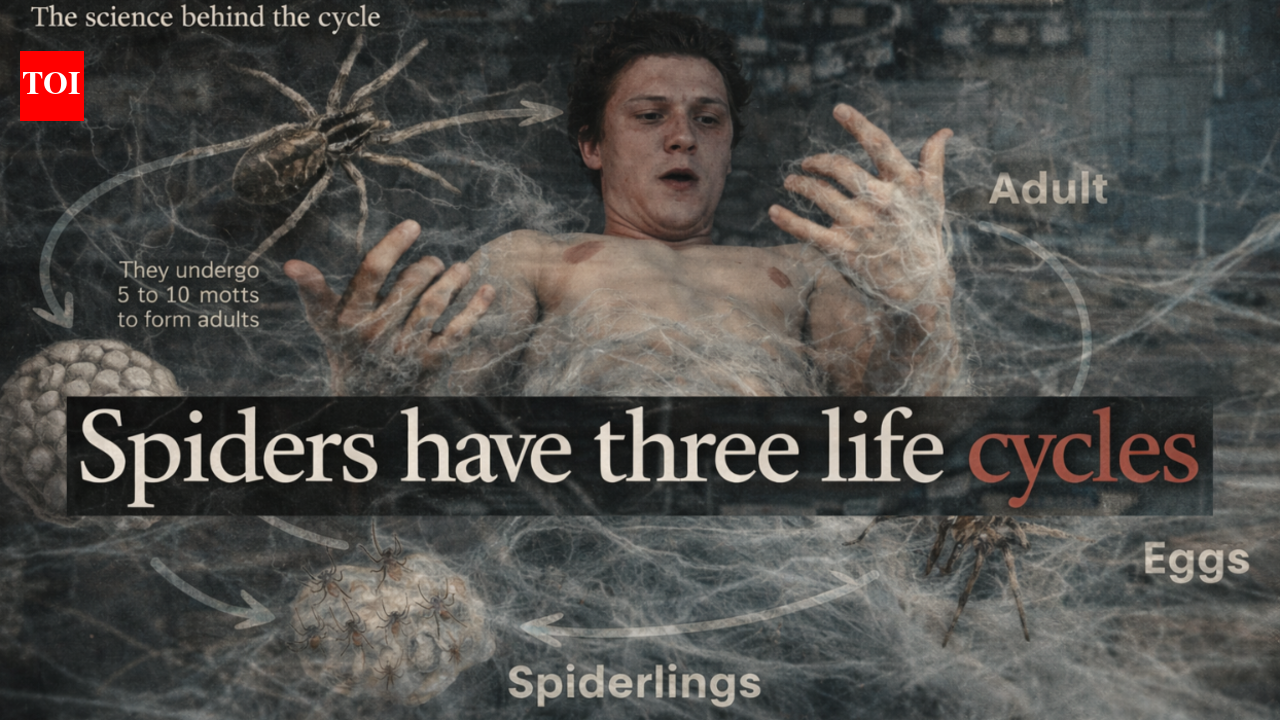 'Spiders have three life cycles': The real science behind Spider-Man's most disturbing trailer yet |