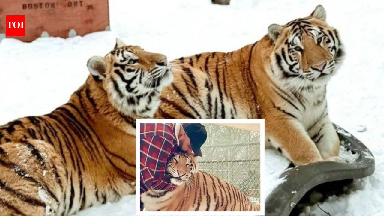 Zohab Masood Tiger Reserve: Canadian man demands removal of two tigers from property, says 'we understand their character'