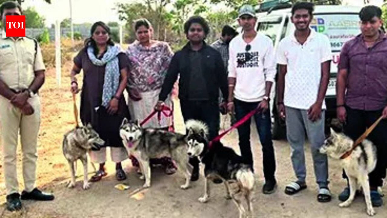 Abandoned husky found dead, 5 rescued, '30 missing'