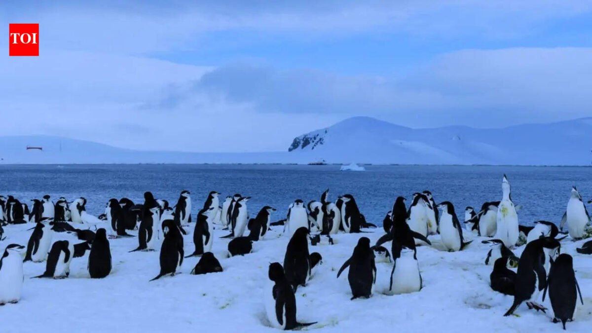 Antarctica has no cities, no humans and no permanent life: Here's why humans can't stay there forever | World News