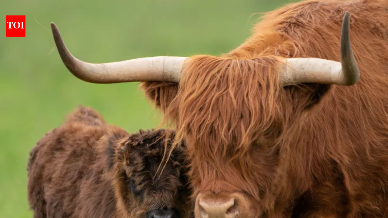 British farmers plan to breed 'less photogenic' Highland cows to stop tourists and influencers from photographing them