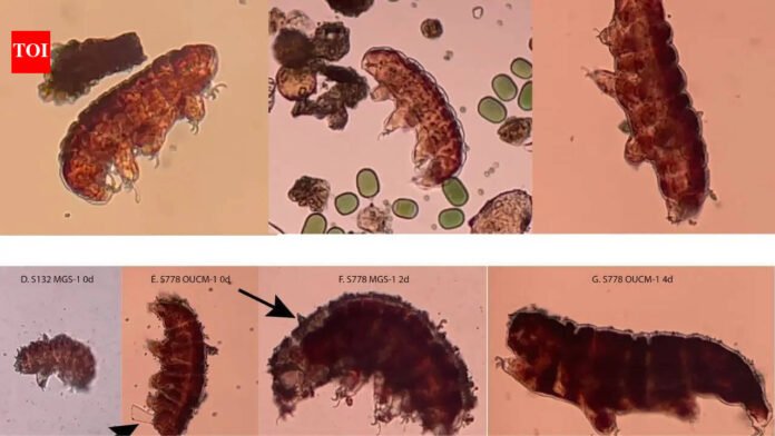 Can life survive on Mars? Scientists use water bears to test the habitability of the Red Planet

