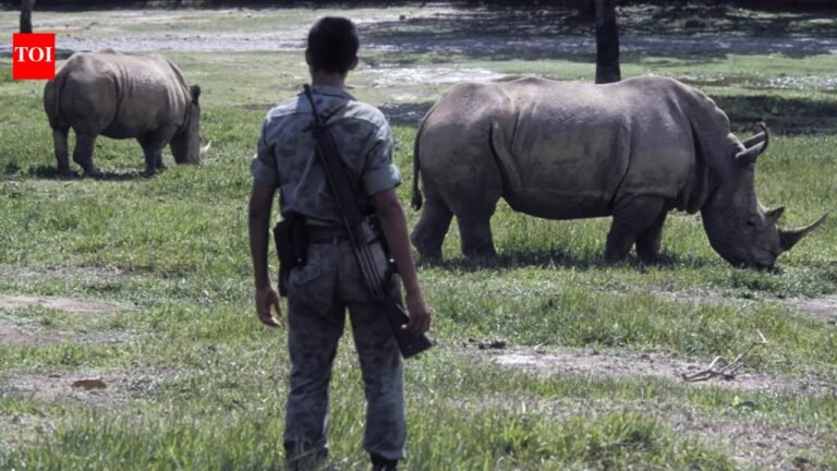 Colombia to kill 80 wild hippos once owned by Pablo Escobar: Why are Africa’s giants being hunted? |World News