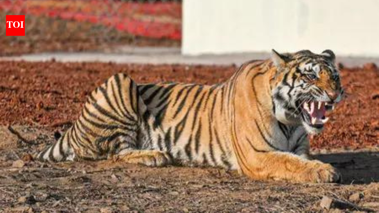 Cubs, adult tiger found dead in Kanha Tiger Reserve, Balaghat; MP death toll rises to 23