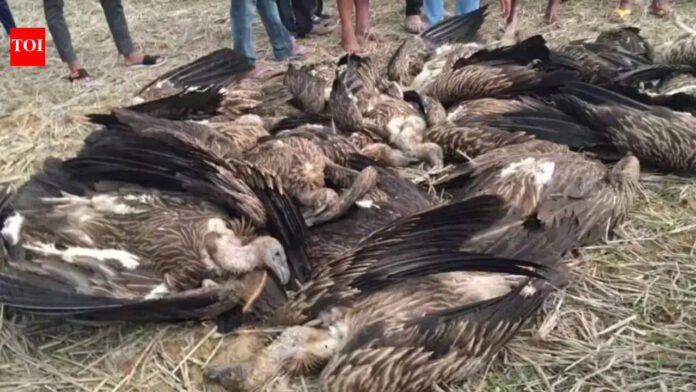 Dudwa buffer zone staff collect carcasses of 25 vultures after their deaths

