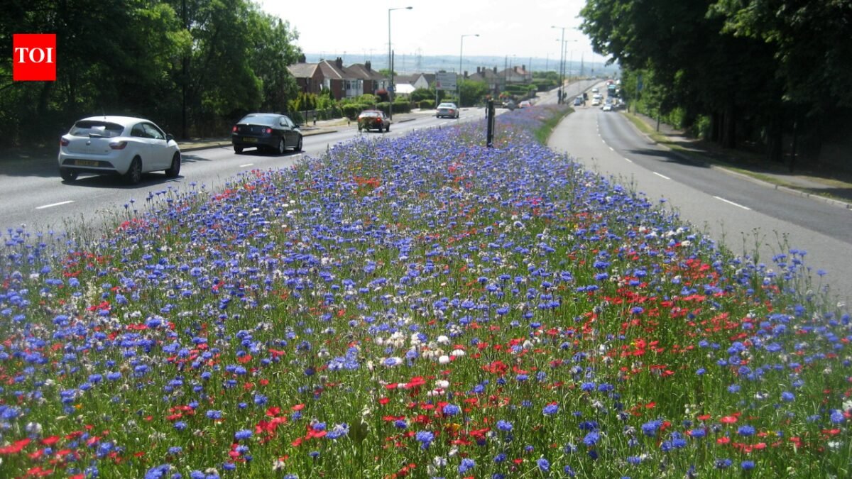 'Game changer': England town stops mowing 8 miles of grass and nature returns instantly while saving £25,000 a year | World News