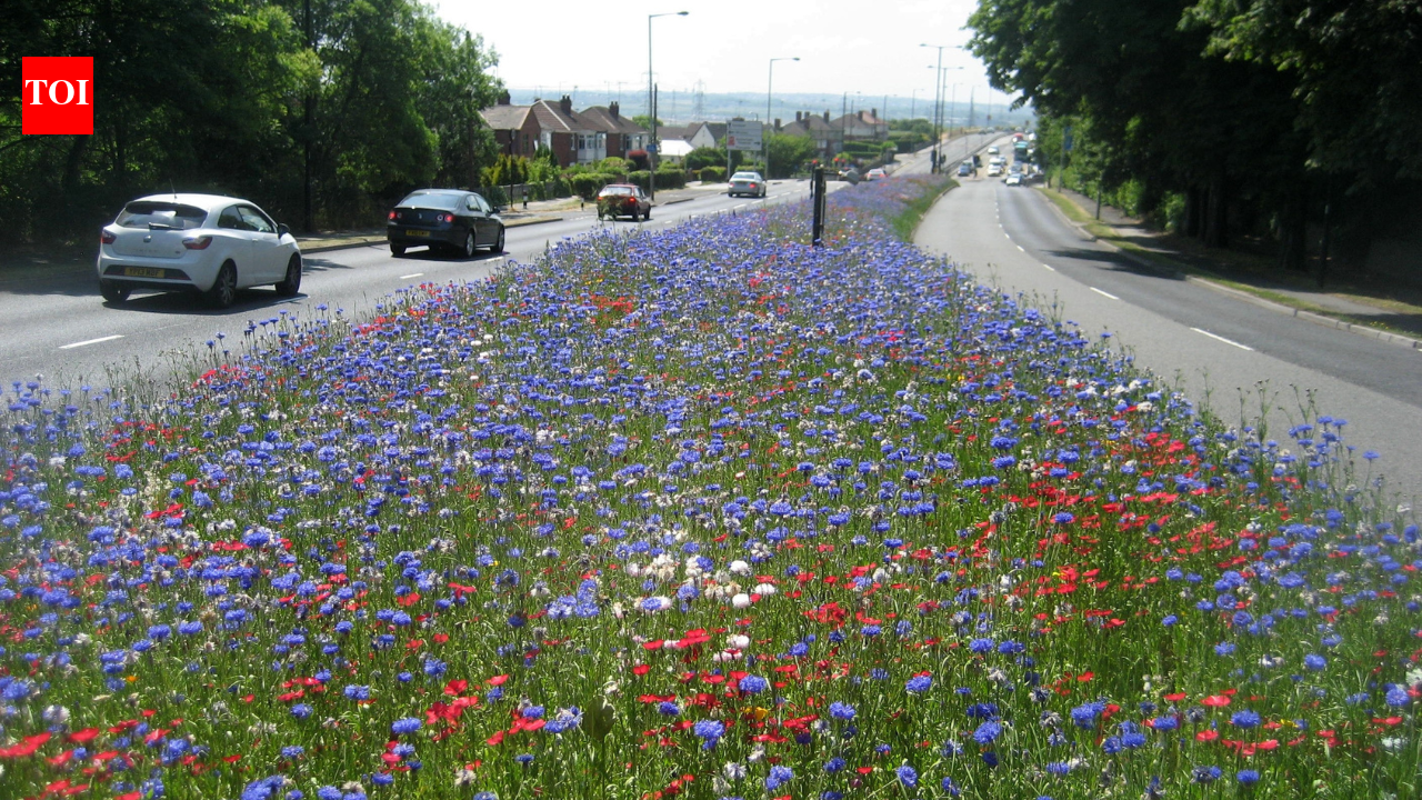 'Game changer': England town stops mowing 8 miles of grass and nature returns instantly while saving £25,000 a year | World News