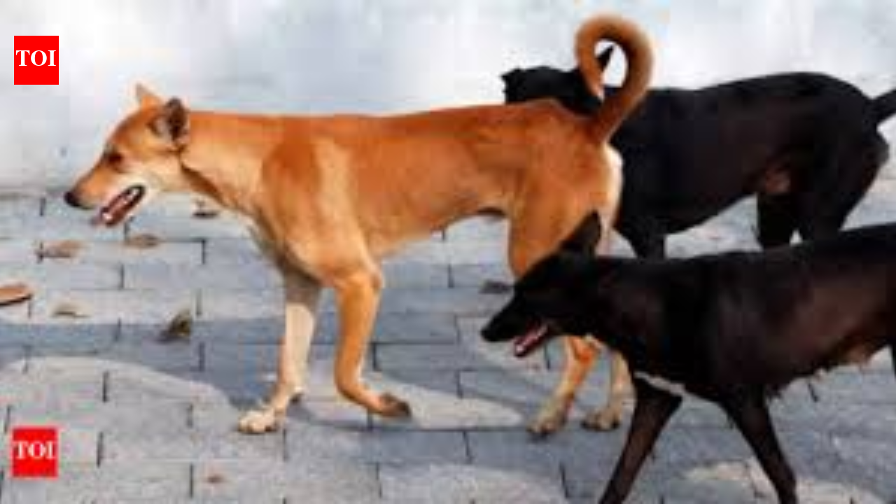 J&K: 8-year-old girl mauled to death by dog ​​in Sopore