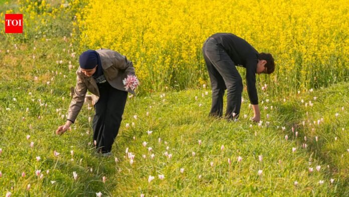 Porcupines push Kashmir's saffron to the brink

