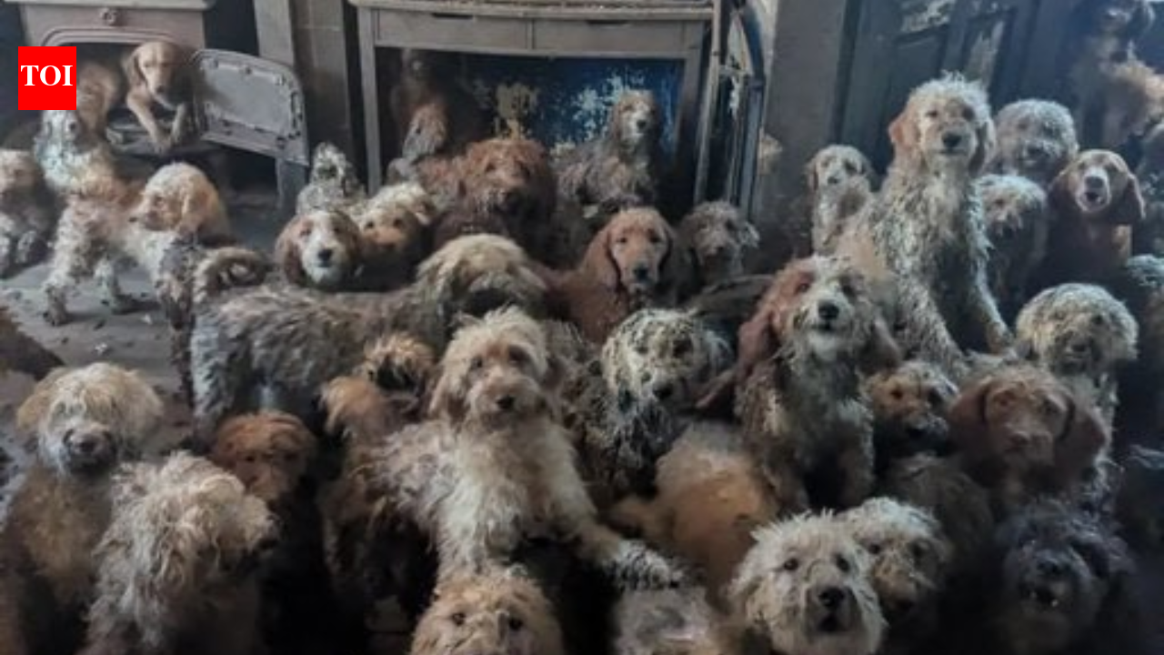 RSPCA says image is real, UK dog rescue sparks internet frenzy