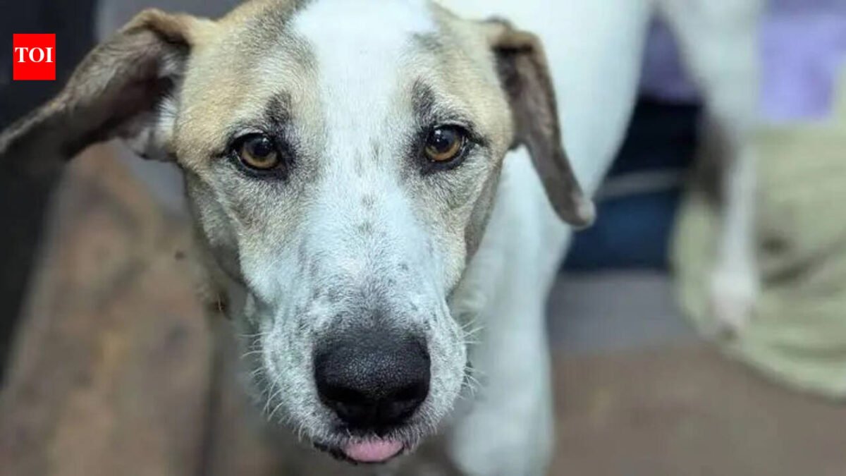 Rescue dog finally finds home after five years but is returned just 12 days later for heartbreaking reasons
