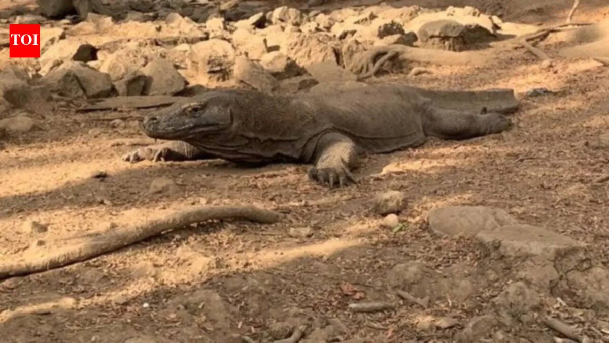 Six arrested for smuggling endangered Komodo dragons in Indonesia World News